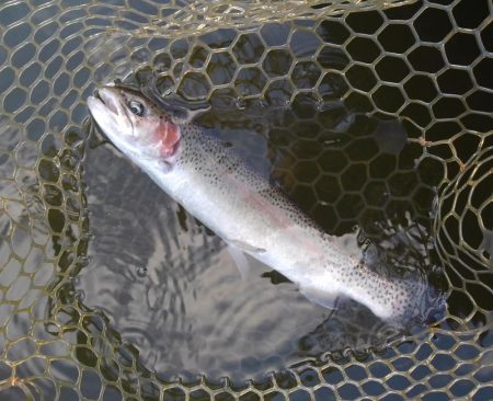 大安トラウトレイク 釣果